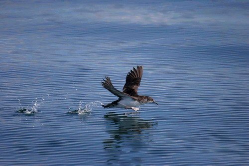 MS PGHEvans2064 image ms_pghevans2064-jpg