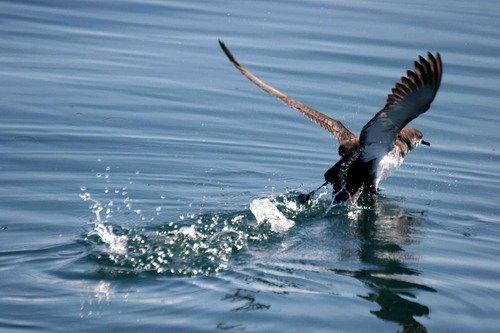 MS PGHEvans2092 image ms_pghevans2092-jpg