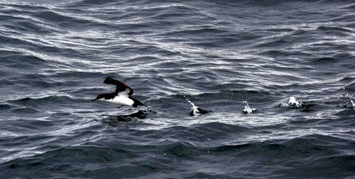 MS PGHEvans4104 image ms_pghevans4104-jpg