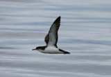Manx Shearwater