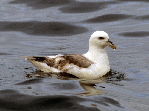 FUL PAnderwald1q image ful_panderwald1q-jpg