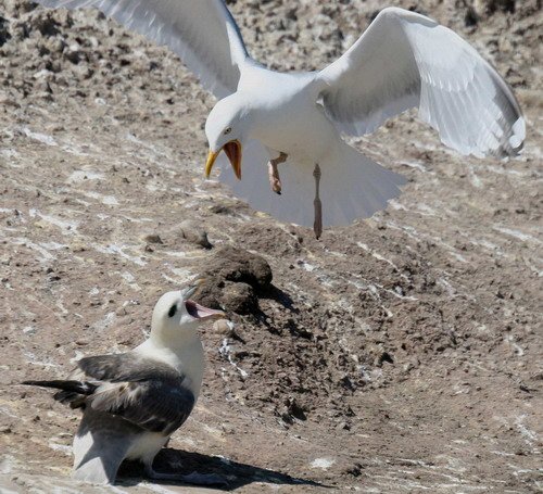 FUL PAnderwald3104 image ful_panderwald3104-jpg