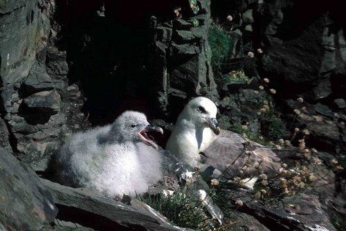 FUL PGHEvans15 image ful_pghevans15-jpg