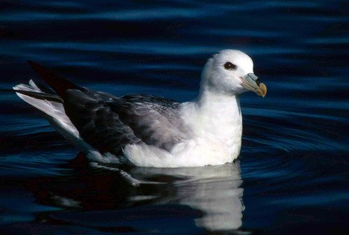 FUL PGHEvans2 image ful_pghevans2-jpg