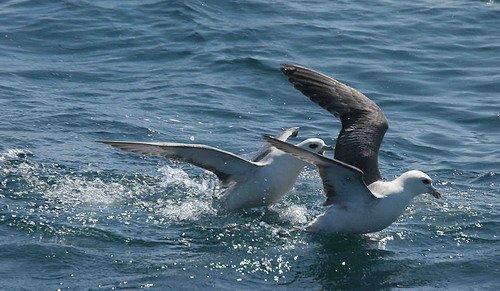 FUL PGHEvans22 image ful_pghevans22-jpg