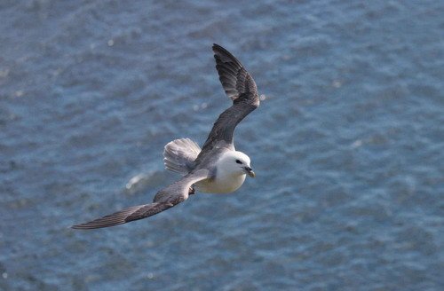 FUL PGHEvans45 image ful_pghevans45-jpg