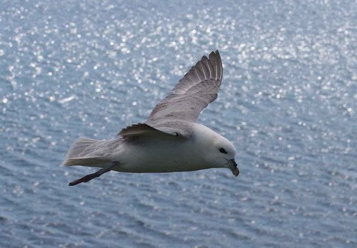 FUL PGHEvans46 image ful_pghevans46-jpg