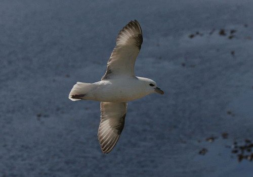 FUL PGHEvans4650 image ful_pghevans4650-jpg