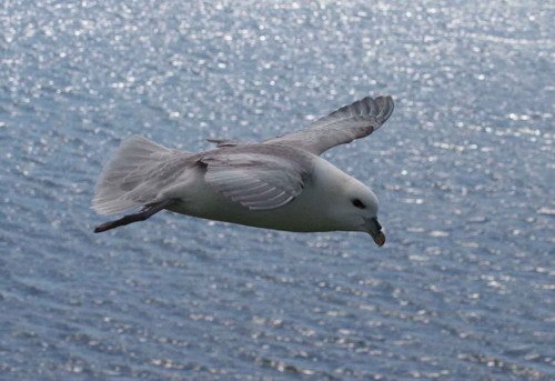 FUL PGHEvans47 image ful_pghevans47-jpg