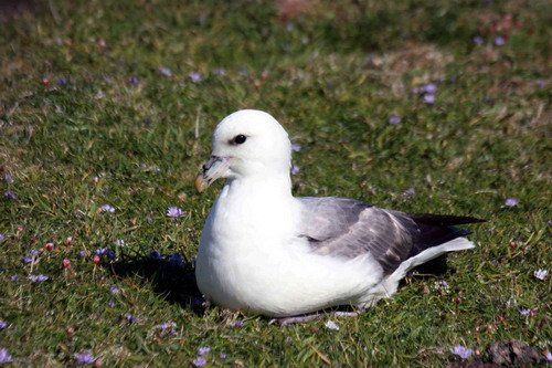 image ful_pghevans4717-jpg