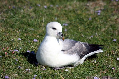 FUL PGHEvans4720 image ful_pghevans4720-jpg