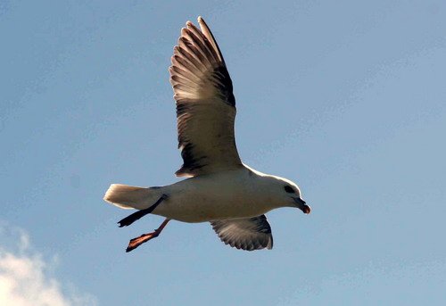 FUL PGHEvans49 image ful_pghevans49-jpg