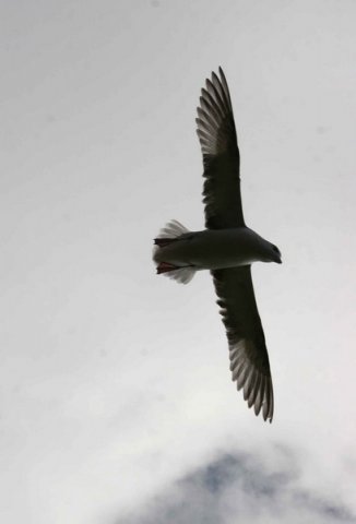 FUL PGHEvans5232 image ful_pghevans5232-jpg