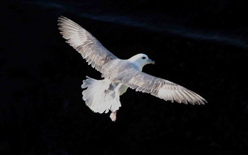 FUL PGHEvans7500 image ful_pghevans7500-jpg