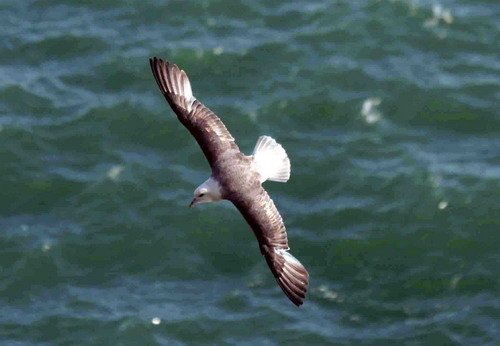 FUL PGHEvans8894 image ful_pghevans8894-jpg