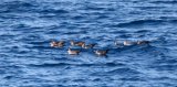 Pink-footed Shearwater