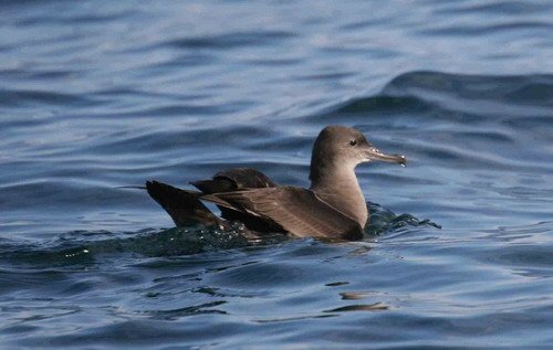 SS PAnderwald093a image ss_panderwald093a-jpg