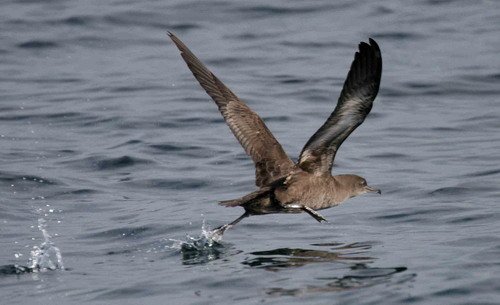 SS PAnderwald097 image ss_panderwald097-jpg