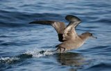 Sooty Shearwater