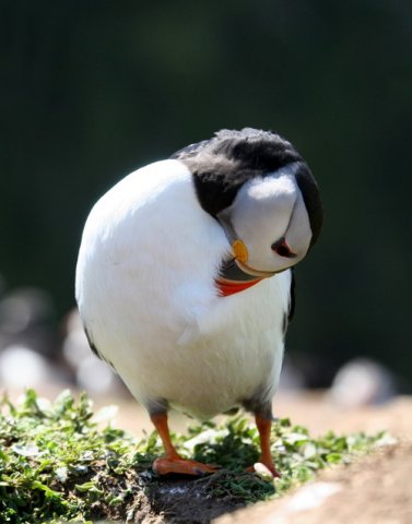 image apuff_panderwald4776-jpg