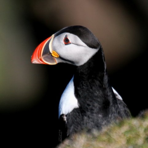 image apuff_pghevans7337-jpg