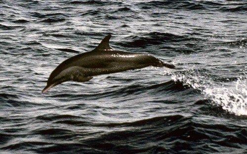 image asd_pghevans6c-jpg