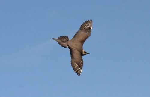 image askua_pghevans5380-jpg