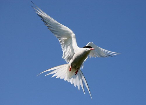 image atern_panderwald3440-jpg