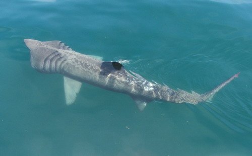 image basksh_rdyer9-jpg