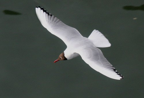 image bhgull_pghevans7960-jpg