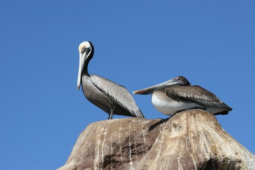 image bpel_panderwald4235-jpg