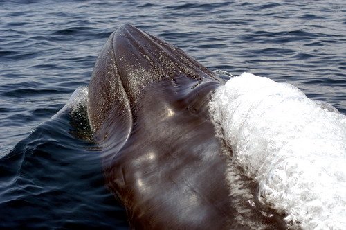 image brw_msomerville1-jpg