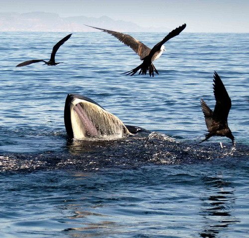 image brw_msomerville10-jpg