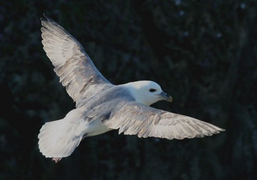 image ful_pghevans7551-jpg