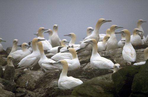 image gan_fritter-jpg