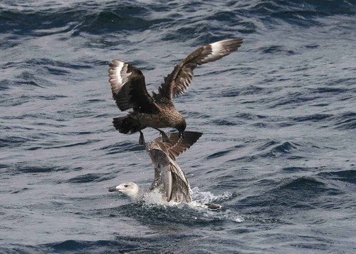 image gskuahg_panderwald2452-jpg