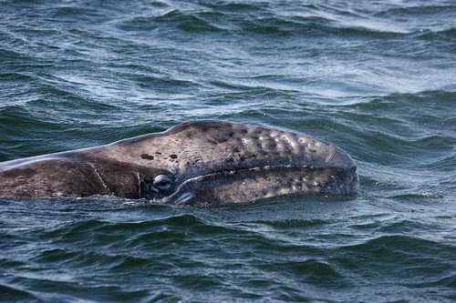 image gw_pghevans8669-jpg