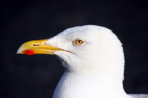 image hgull_pghevans8951-jpg