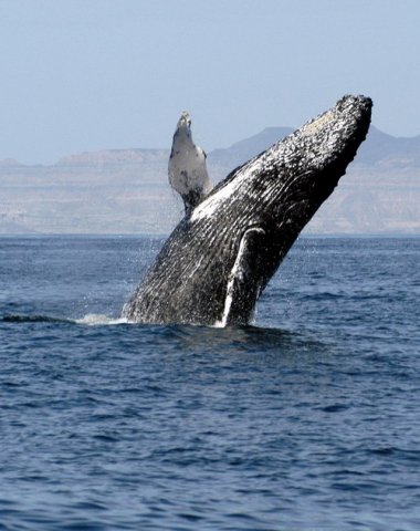 image hw_msomerville2-jpg