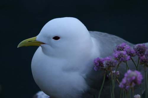 image kit_pghevans43-jpg