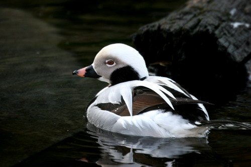 image long-tldduck_pghevans6135-jpg