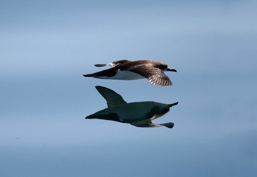 image ms_panderwald8045ajpg-jpg