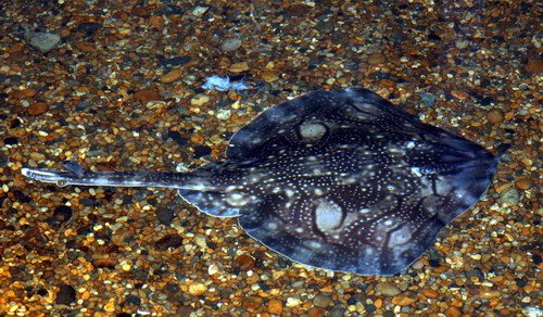 image plaice_pghevans9251-jpg