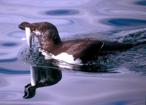 image raz_panderwald4-jpg