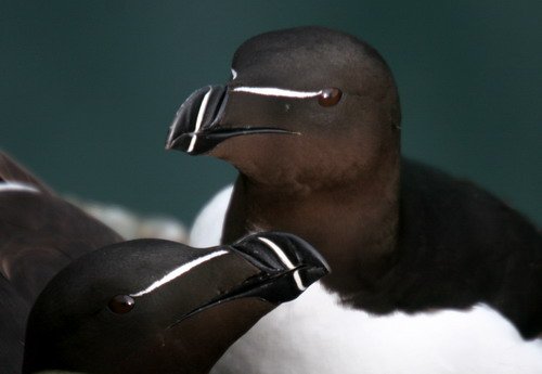 image raz_pghevans8199-jpg