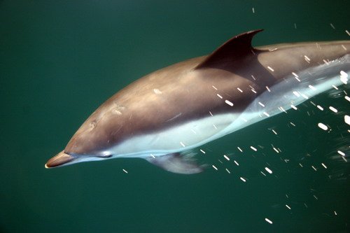 image sbcd_pghevans3738-jpg