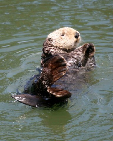 image seao_pghevans6940-jpg