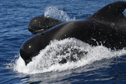 image sfpw_bbrederlau3-jpg