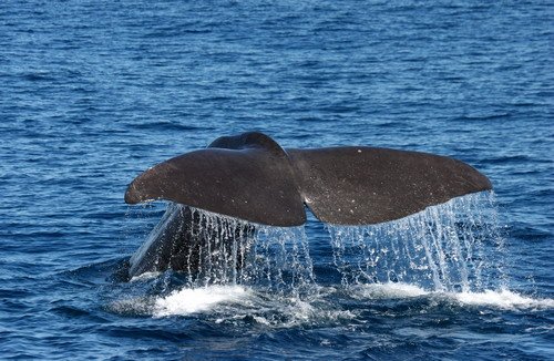 image spw_pghevans7776a-jpg