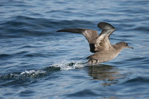 image ss_panderwald4-jpg